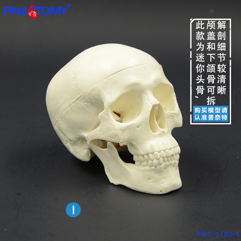 pnatomy 1比1真人大小彩色头骨模型颅骨解剖医用整形美容口腔牙科