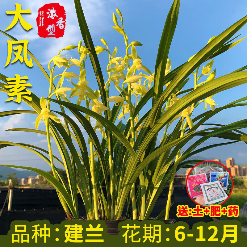 clcey【现货速发】兰花盆栽四季建兰大凤素浓香型室内盆栽花卉绿植好