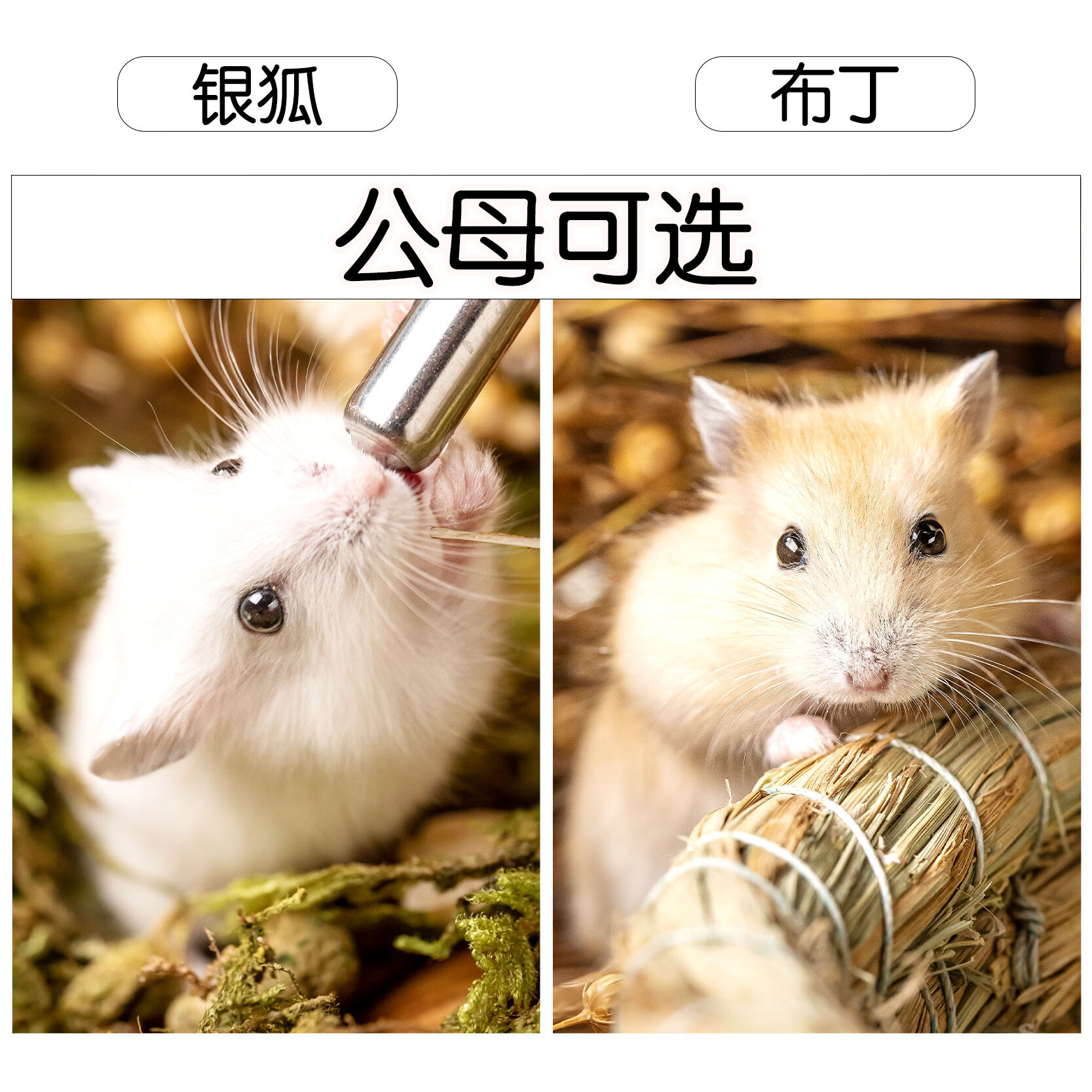 小仓鼠活物加笼子布丁银狐金丝熊活体宠物可繁殖公母可选已打疫苗