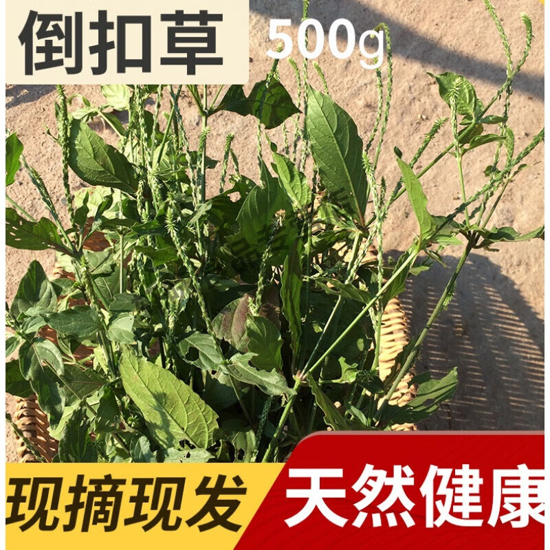 倒扣草农家新鲜倒钩草倒刺草土牛膝扭伤土牛夕节骨草