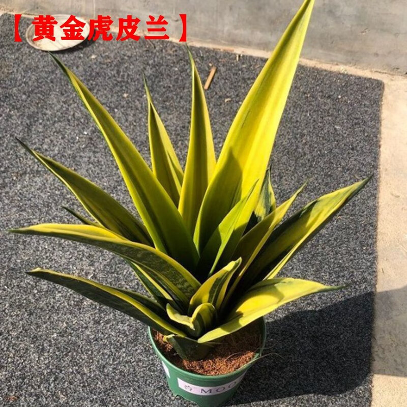 黄金虎皮兰一盆多颗加仑盆栽好发货40厘米 规格2