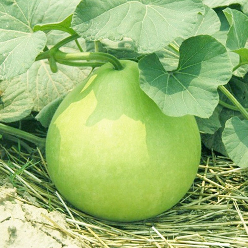 农家可食用菜葫芦种子大酒仙巨型圆瓢瓠籽蔬菜瓜果农家圆瓢葫芦 农家