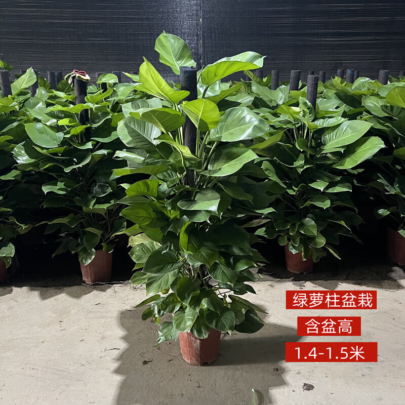 刘不丁大叶绿罗柱盆栽客厅办公室室内净化空气吸甲醛花卉绿植一物一拍