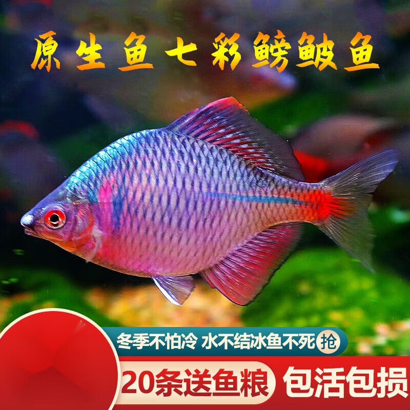 5-2.5cm公母混搭鳑鲏鱼 10条 5