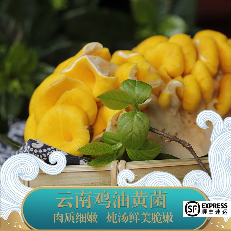 山肴野蔌新鲜鸡油黄菌1kg 榆黄菇食用菌黄丝菌鸡油菌火锅食材野生菌
