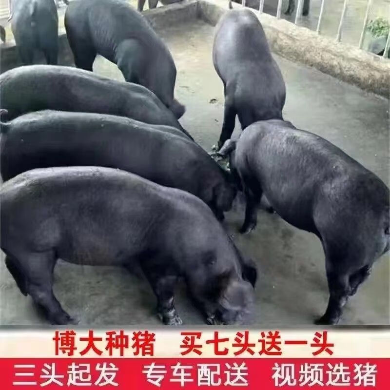原种太湖母猪苏太二元纯种长白母猪大约克母猪黑猪仔杜洛克种公猪 20