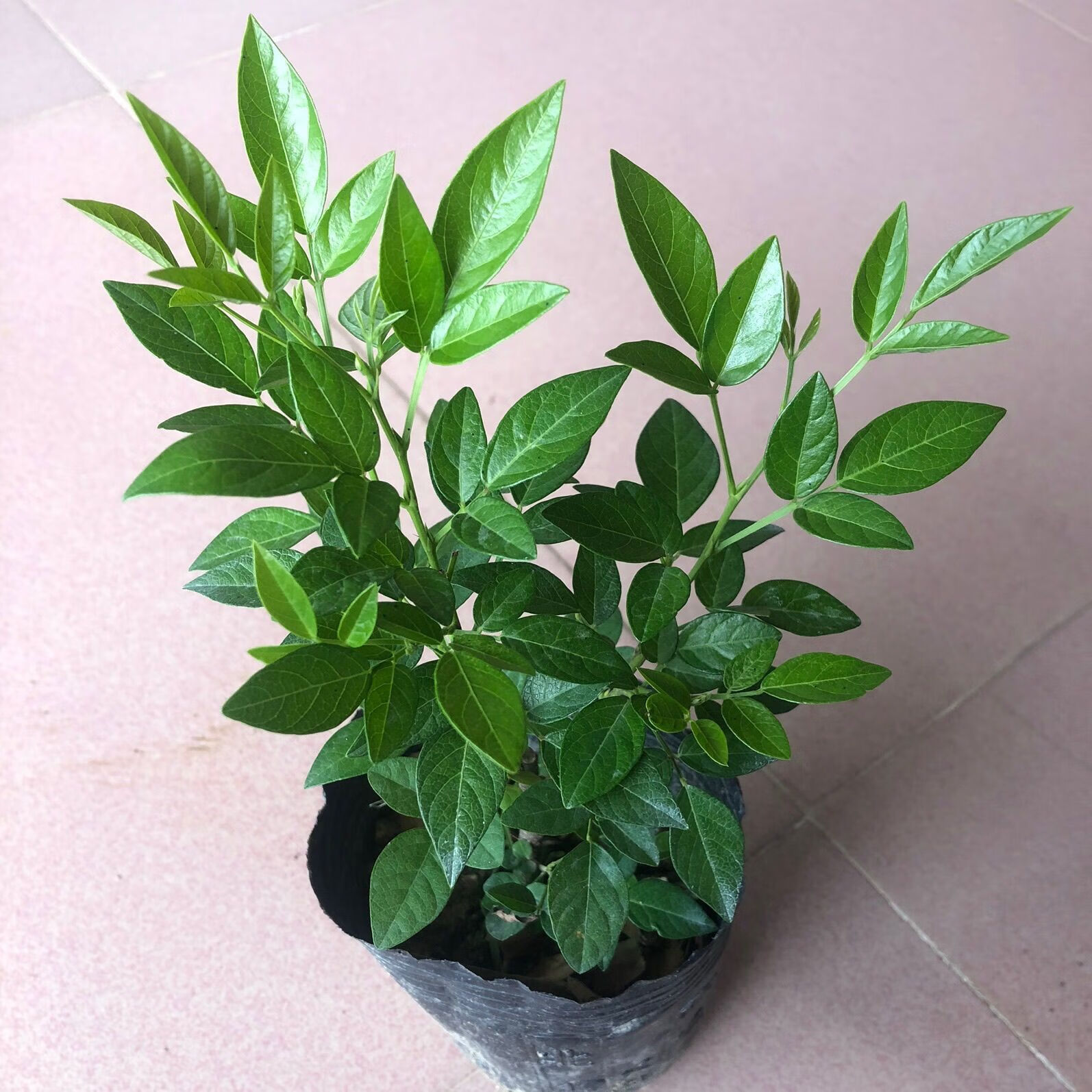 素蜜抹草苗仙草苗潮汕仙草三叶青苗盆栽绿植红花抹草家居婚嫁吉祥花草