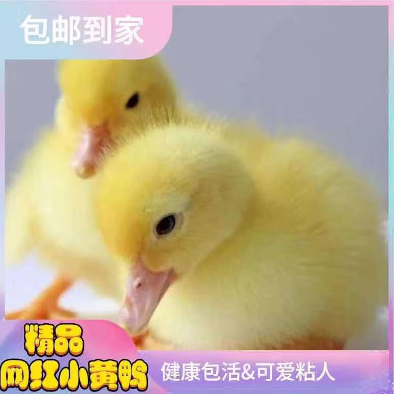 柯尔鸭活物幼崽小鸭子活纯种小黄鸭下蛋繁殖柯达鸭苗 小黄鸭1只 (送1
