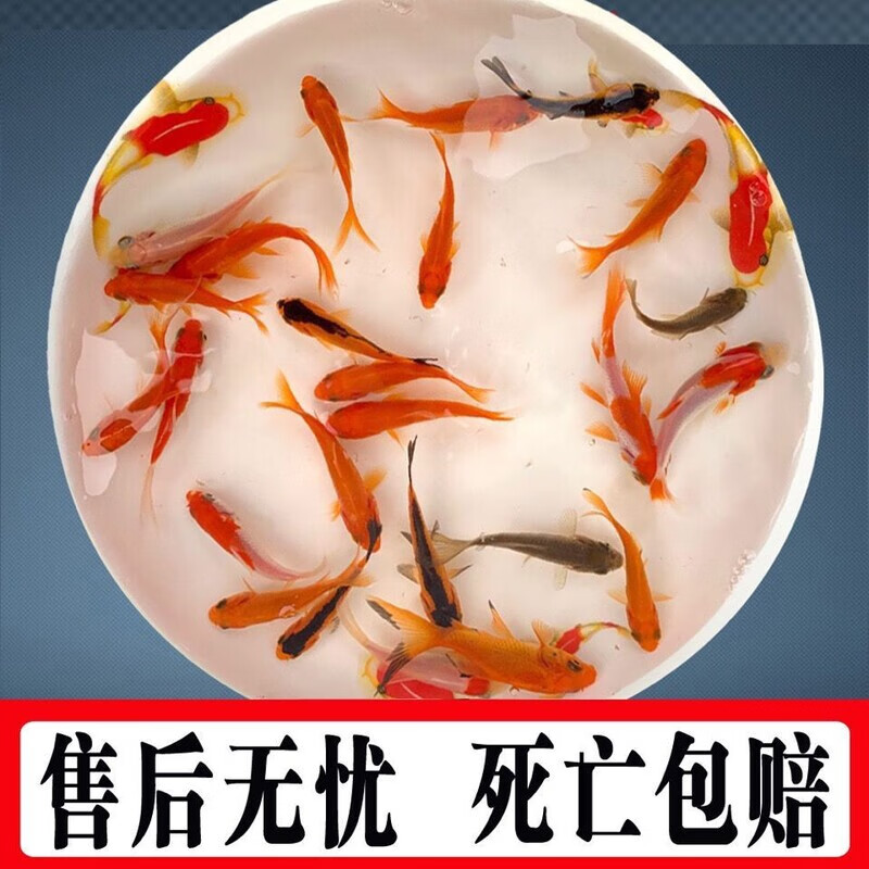 好养耐活锦鲤鱼苗龙凤鱼观赏鱼黄金小草金鱼混搭七彩冷水招财纳福 3到