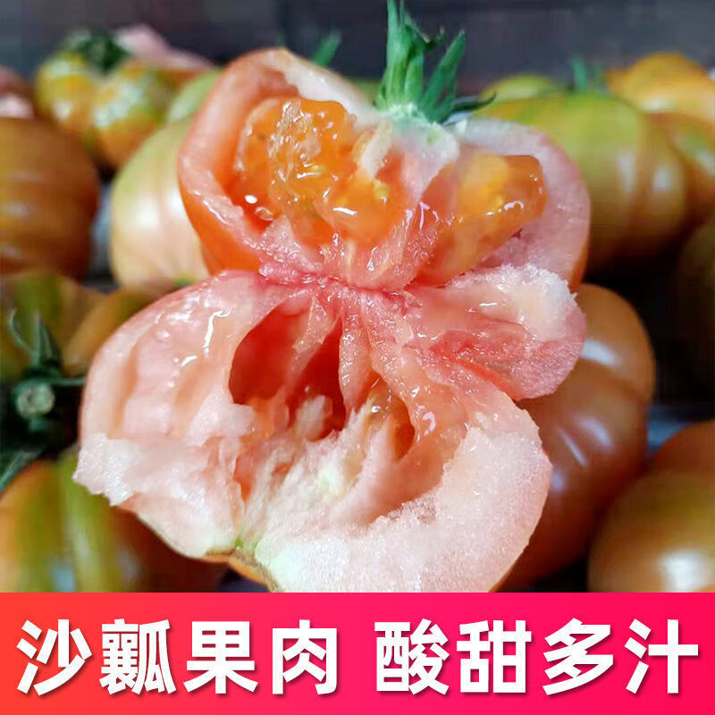老品种新鲜蔬菜生吃沙瓤自然熟现摘西红柿孕妇水果 马蹄番茄精选大果