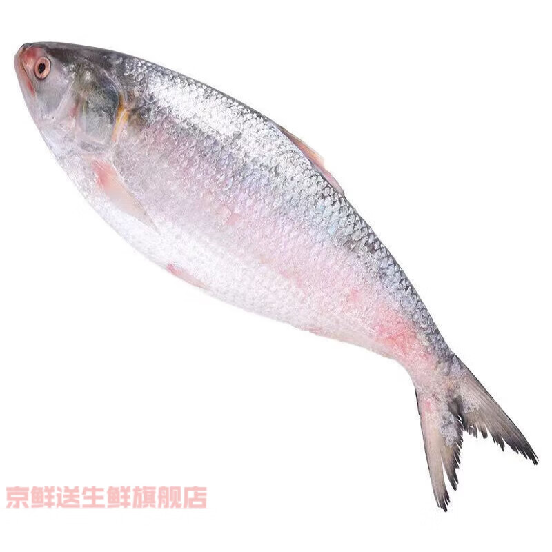 鲥鱼清水新鲜鲜活海鲜水产淡水鱼非冷冻食材冰鲜真空包装 1斤-1.