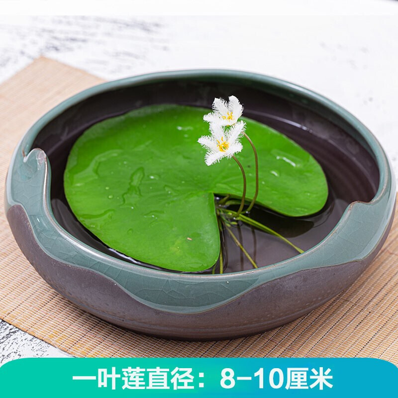 荷花莲藕种苗睡莲根快 盆栽中大型碗莲莲花种藕 水培水养水生池塘盆缸