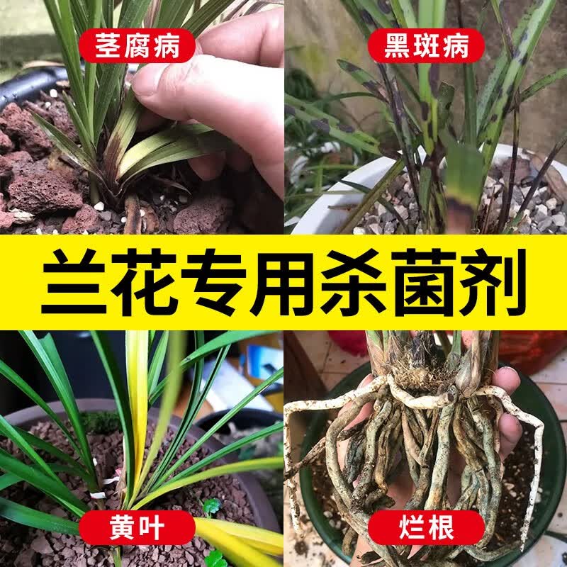 恶霉灵土壤杀菌剂兰花兰草烂根病专用杀菌药剂多肉祛除黄叶黑腐黑斑根腐病土壤消毒专用药农药 150g高性价比高么？