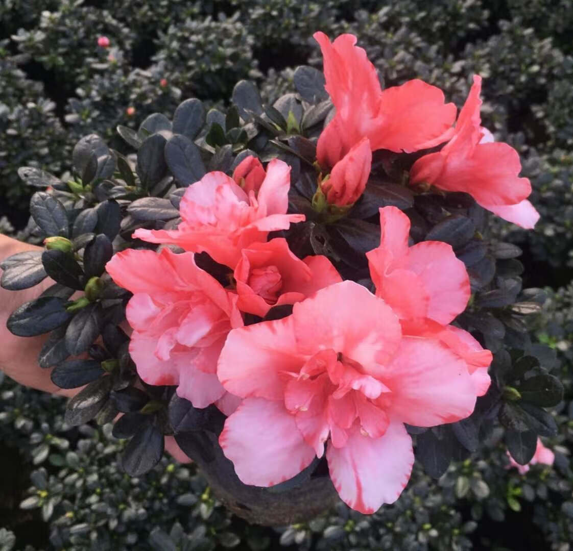 比利时杜鹃花盆栽红舞衣樱桃红带花常年开花室内外精品杜鹃花四季开花