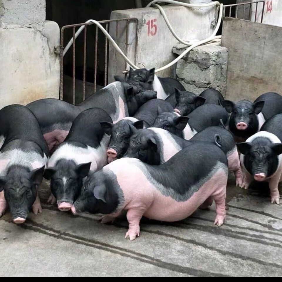 陆川猪幼仔猪仔活体活猪小花猪小香猪幼苗散养活物小母猪批发养殖 10