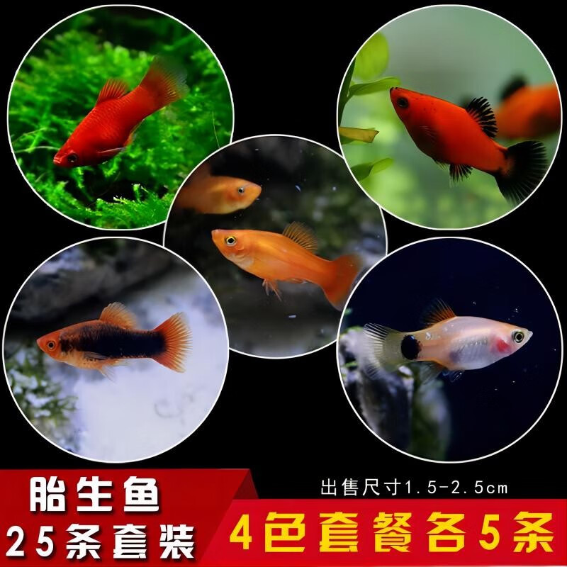 怎么查水族活体的历史价格|水族活体价格走势