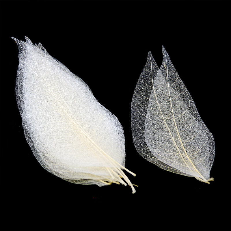 天然玉兰叶脉植物标本树叶书签材料包手工自制叶脉干花道具 玉兰叶脉*