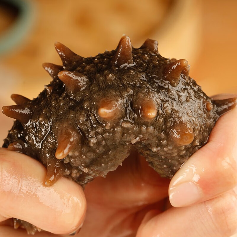 三只海豚 即食海参单个装500g 大连海参辽刺参 野生辽刺参 一星精选500（13-20只）