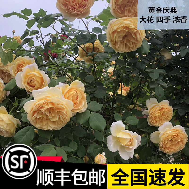 本月季花大苗爬藤欧洲特大庭院别墅围栏蔷薇攀墙玫瑰开好看 黄金庆典