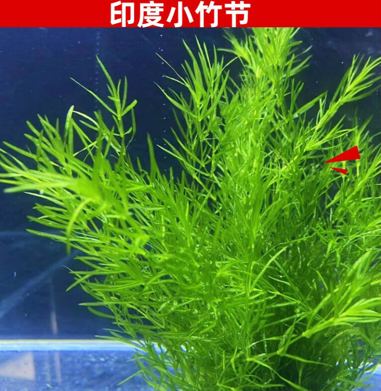 贝意品印度小竹节竹节草真水草水族箱鱼缸造景观赏新手懒人阴性水 小