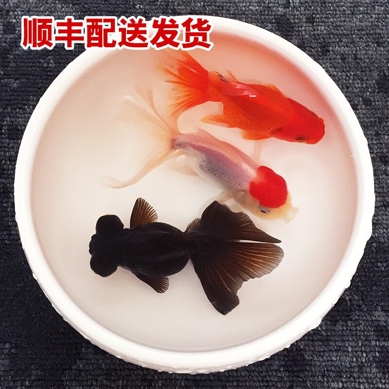 看水族活体历史价格|水族活体价格历史