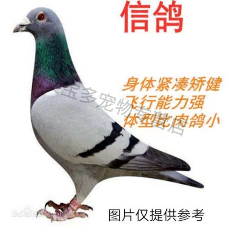 鸽子活物一对活体原配信鸽肉鸽观赏鸽广场鸽赛鸽活物鸽子苗幼鸽 瓦灰