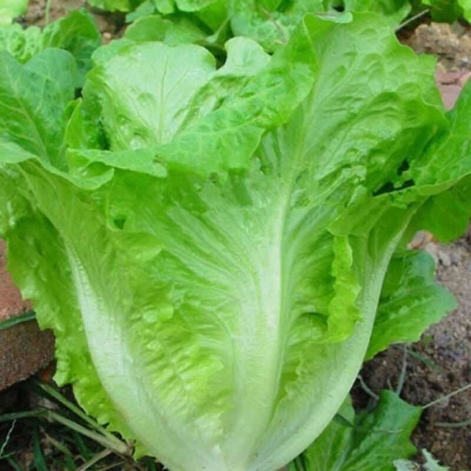 生菜新鲜蔬菜意大利奶油生菜沙拉菜青菜火锅涮菜生吃当季蔬菜批发 1斤