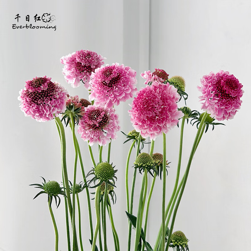 新鲜草本切花家庭水养插花搭配点缀配花北京鲜花速递 粉色松虫草-5枝