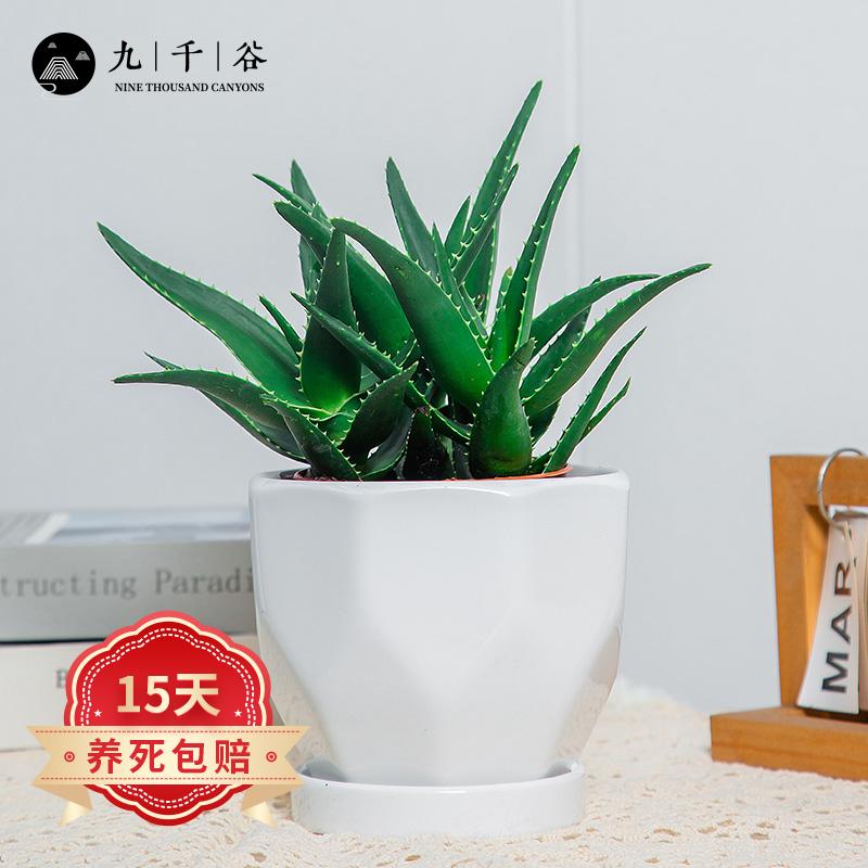 九千谷 芦荟盆栽1盆 办公室桌面新鲜小绿植盆栽补水室内家居阳台易养