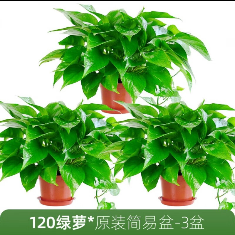 【精选现发】绿萝盆栽室内花卉植物吸除绿植水培好养长藤垂吊大叶绿箩批发 12cm原装简易盆绿萝【3盆】