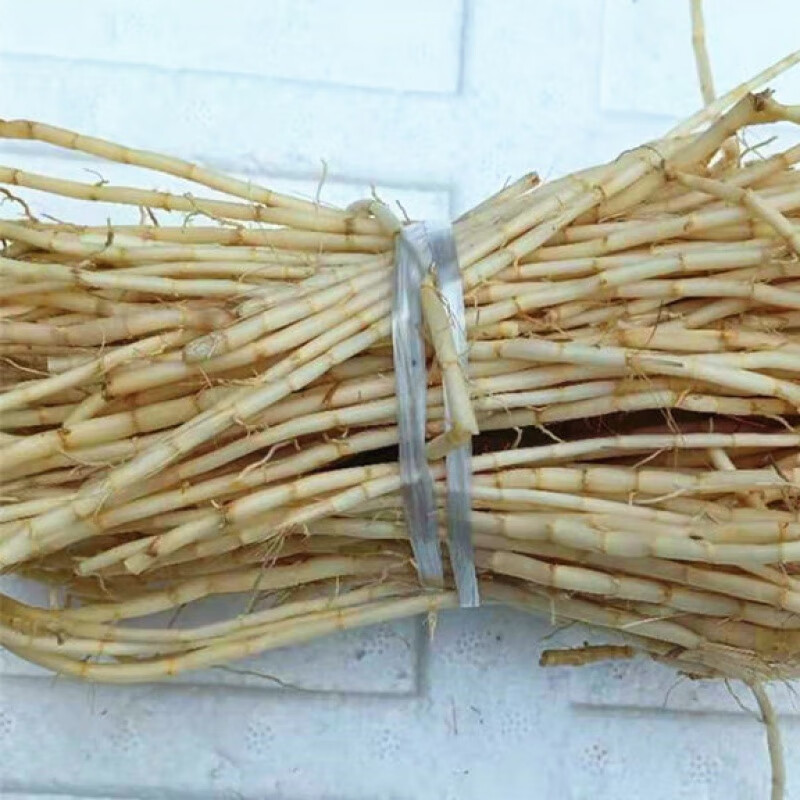 新鲜毛草根现挖皮茅根茅草根中材泡茶凉茶 茅根500克【新鲜现挖