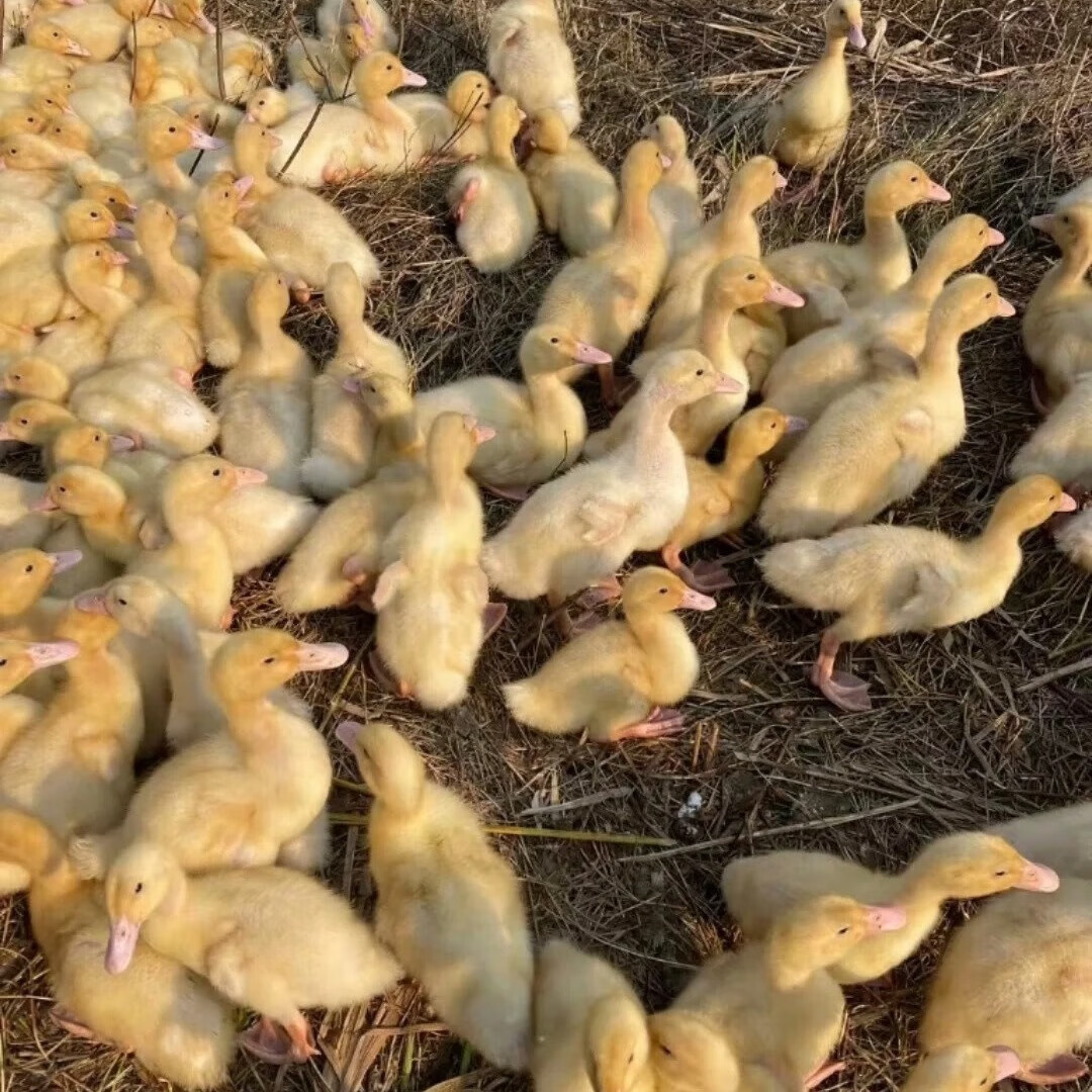 小鸭苗出壳苗白鸭黑鸭苗大种麻鸭黑白番鸭苗樱桃谷鸭青头鸭绿头鸭