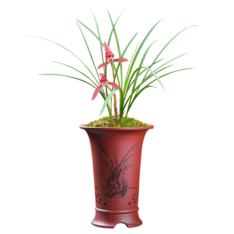 华香园兰花苗【红豆】春兰铭品 浓香型 带花苞 盆栽鲜花多肉 红豆4苗连体裸根 不带花苞
