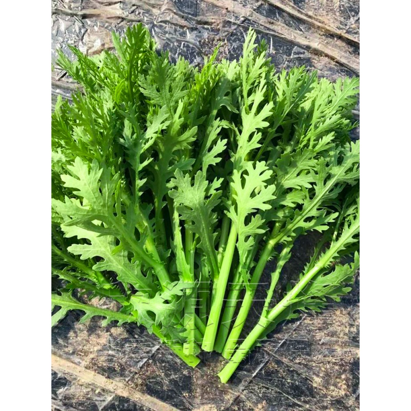 红人迷茼蒿菜种芦蒿菜籽光杆皇帝菜四季香菜小叶蔬菜种子春/夏/秋/季
