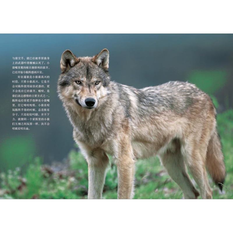 狼图腾之再见了小狼 影像青少版 姜戎著 动物小说 中小学生阅读课外