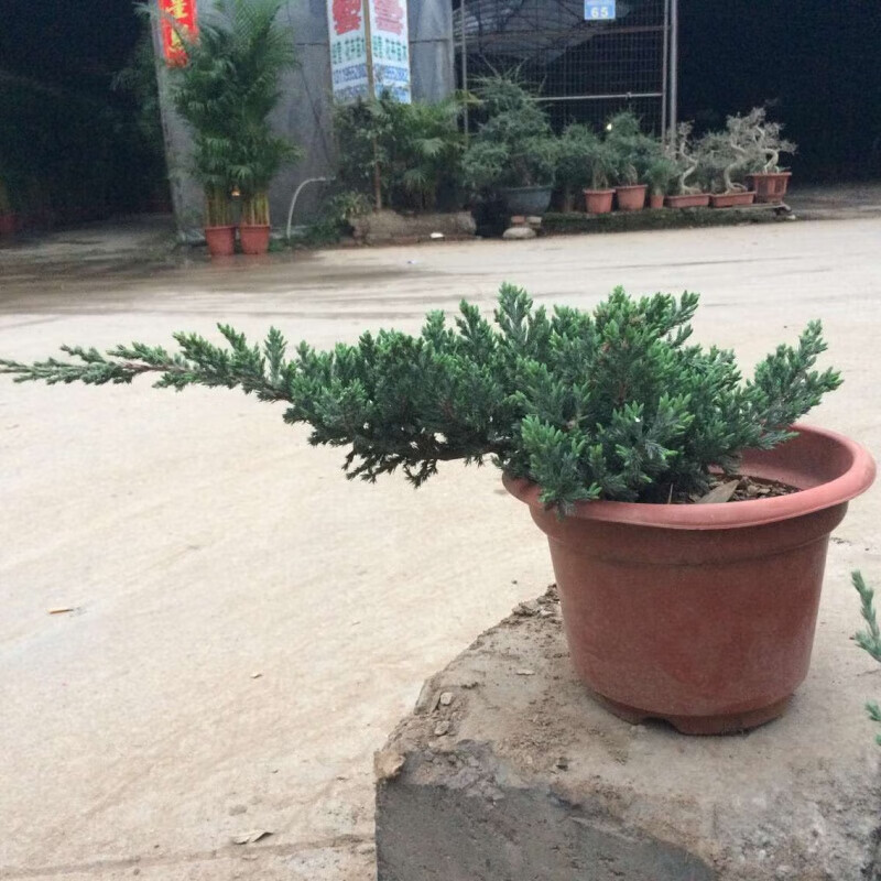 醉春木地柏盆景地柏苗新西兰珍珠柏柏树盆景松树盆景办公室盆栽花卉