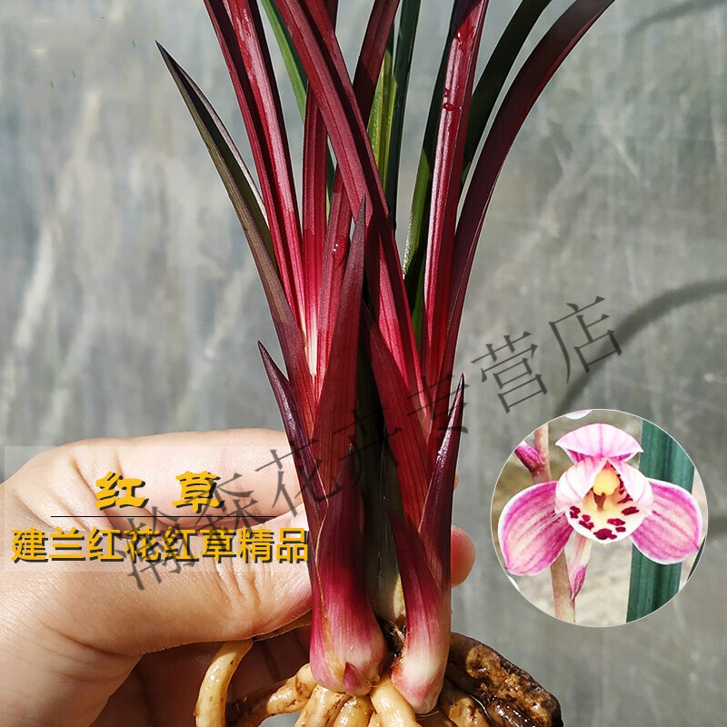 瑰季 建兰红草红荷红花叶 文心兰带花苞有香味的花卉草 红草2苗连体