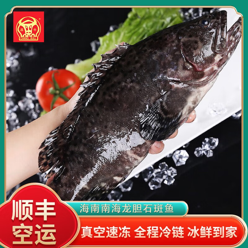昌牛（CHANG BULL）海南珍珠龙胆石斑鱼3斤装鲜活速冷冻新鲜空运 3斤礼盒装(2-3条鱼)