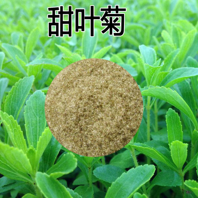 楚风汉韵甜叶菊种子甜菊香草甜菊叶花草茶阳台花卉四季播种蔬种籽楚风