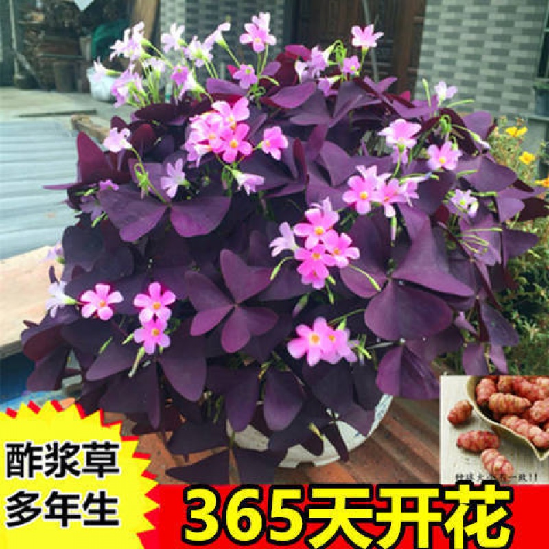 酢浆草 相关京东优惠商品 价格图片品牌优惠券 虎窝购