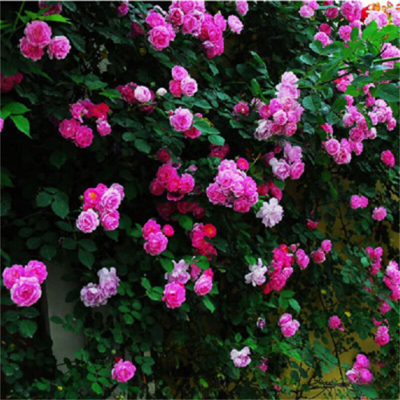 玩冒（WMO）爬藤蔷薇花苗四季开花藤本月季耐寒浓香花卉阳台庭院盆栽大花老桩 绚丽 20年苗长满庭院 京东折扣/优惠券