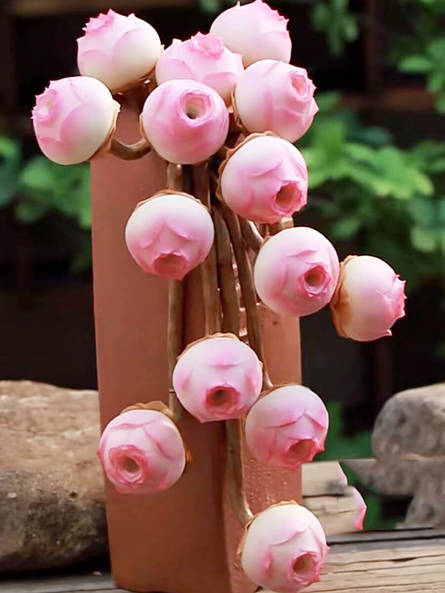 素蜜夏季超美丽山地玫瑰小情书老桩多肉植物室内花卉盆栽阳台防辐