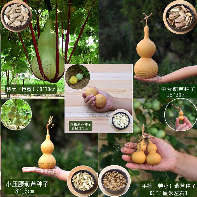 天然手捻大中小葫芦种子美国葫芦籽阳台观赏葫芦种盆栽草李金文玩