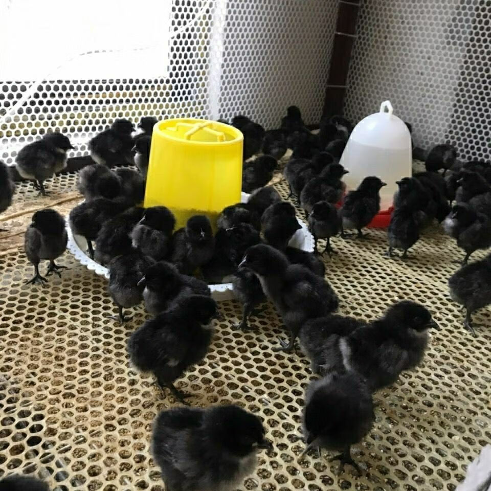 仟芸纯种五黑鸡乌骨鸡幼苗高产绿壳蛋鸡活体五黑一绿乌鸡幼崽小鸡活体