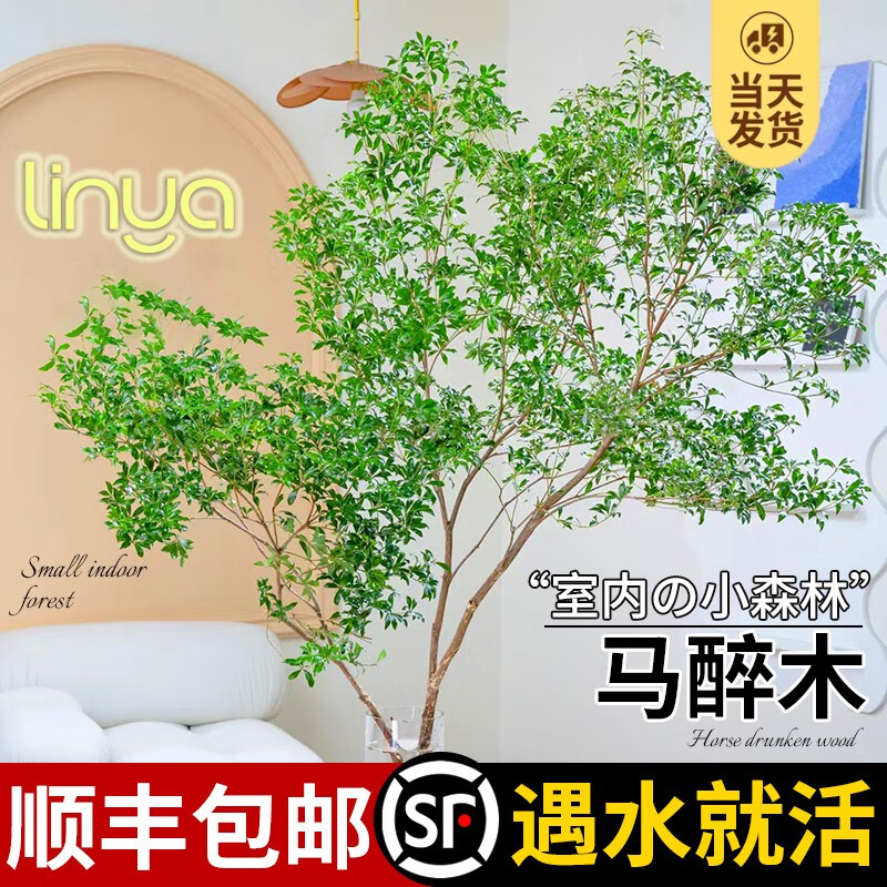 ��������ľˮ��ֲ������֦�����Ի�������С��ֲ�ձ������������ˮ�� 60cm-70cm+50-60cmһ֦+���� 30.02Ԫ