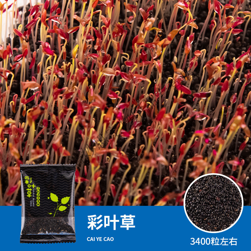 造景真草坪草缸水草籽小对叶趴地矮珍珠水草牛毛草碗莲种子 彩叶草 约