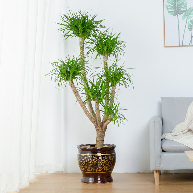林园多杆龙血树大型植物室内龙须树盆栽大客厅绿植龙血树盆栽四季好养
