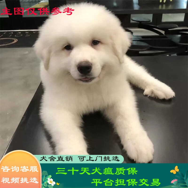 桓瑞宠物 纯种宠物狗狗活体大白熊犬幼犬幼崽大型犬 宠物级 宠物级a款
