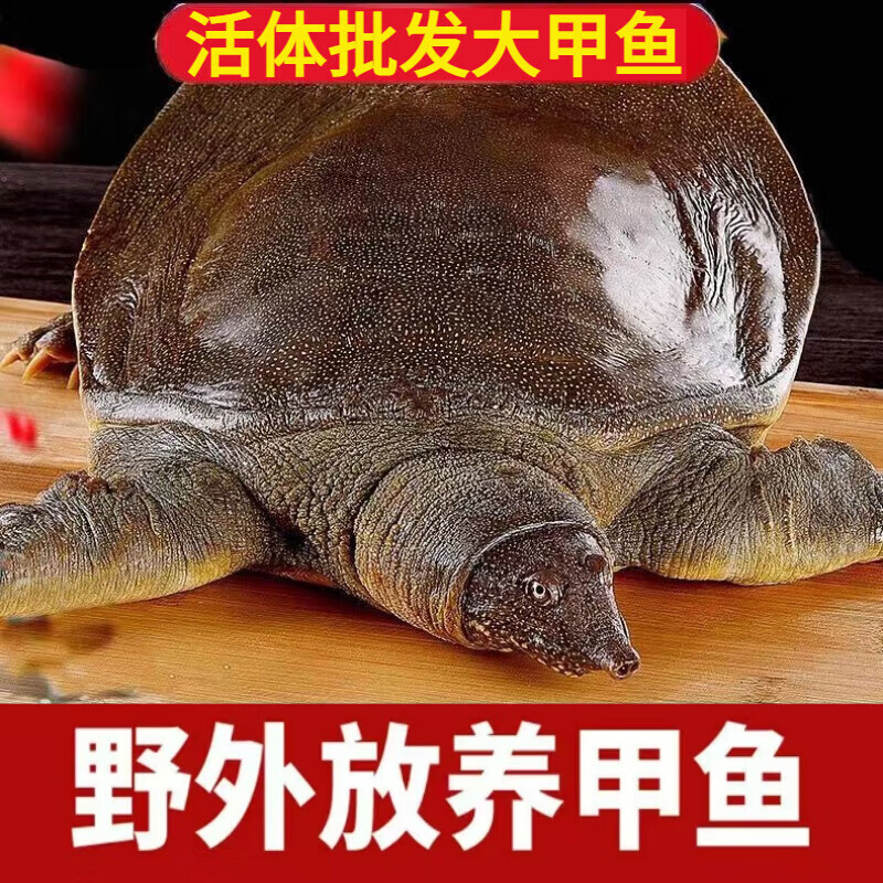 甲魚鮮活外塘大甲魚原生態(tài)老鱉中華鱉野生水魚批發(fā)直達(dá) 0.8-1.1斤生態(tài)小甲魚