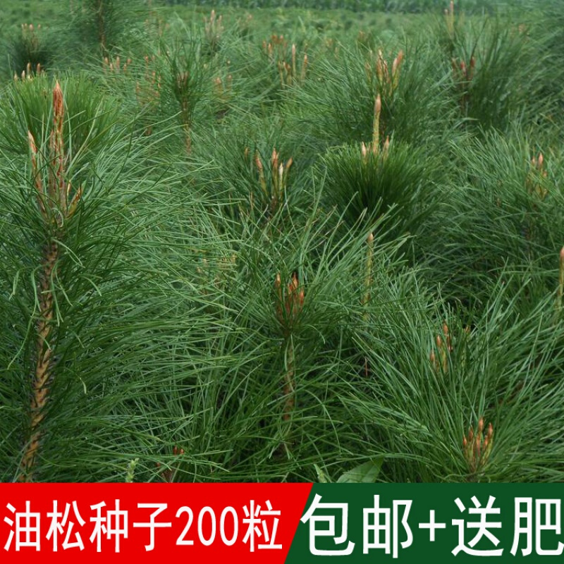 林木树种松树种子短叶松短叶马尾松红皮松东北黑松 油松种子200粒 肥